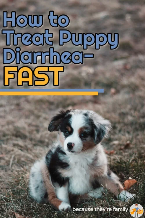 Puppies and diarrhea and deals treatment